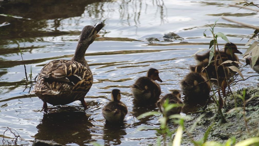 Let Me Tell You about My Mother…