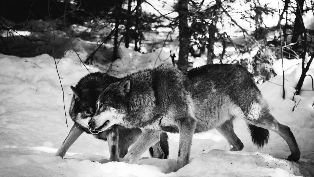 Wolves in the Church