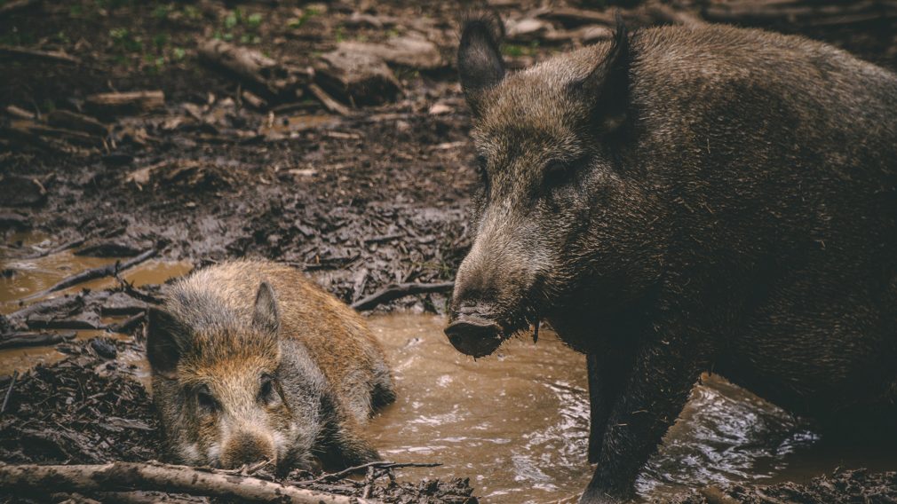 When Prodigals Go Back to the Pigs | Key Takeaways | Steve Brown